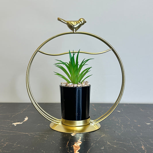 Bird Globe Plant